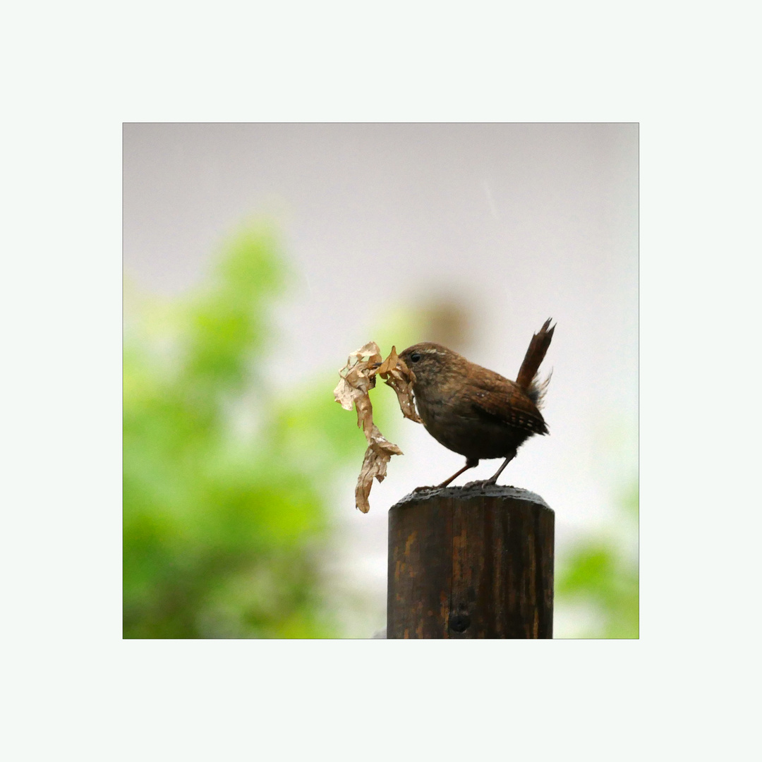 Der kleine König beim Nestbau