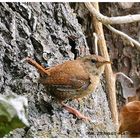 --- Der kleine König --- ) Troglodytes troglodytes )