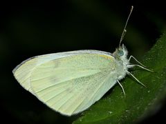 Der Kleine Kohlweißling oder Rübenweißling (Pieris rapae) . . .