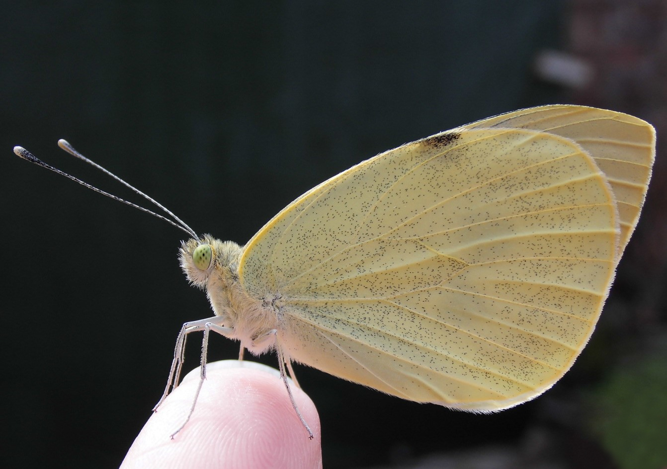 Der Kleine Kohlweißling (Pieris rapae) 