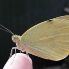 Der Kleine Kohlweißling (Pieris rapae) 