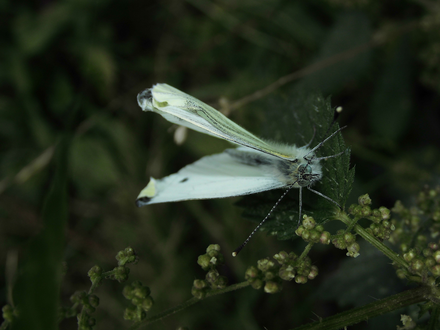 Der Kleine Kohlweißling (Pieris rapae) 