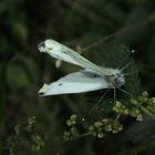 Der Kleine Kohlweißling (Pieris rapae) 