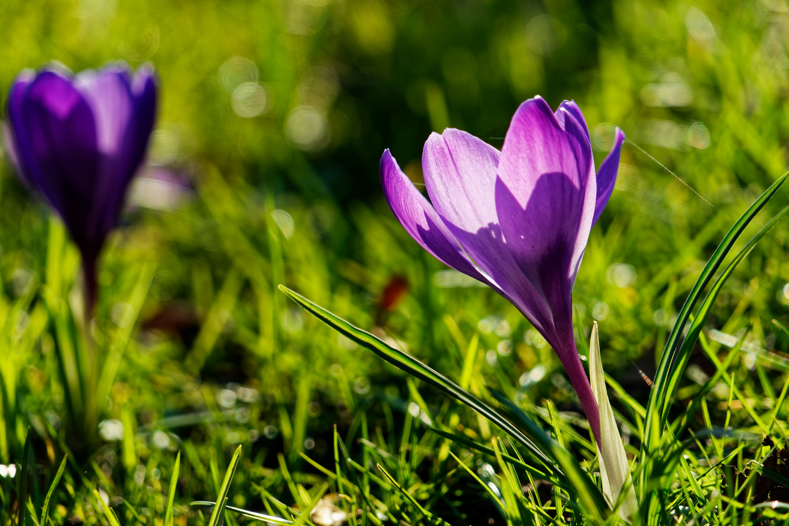 Der kleine Krokus