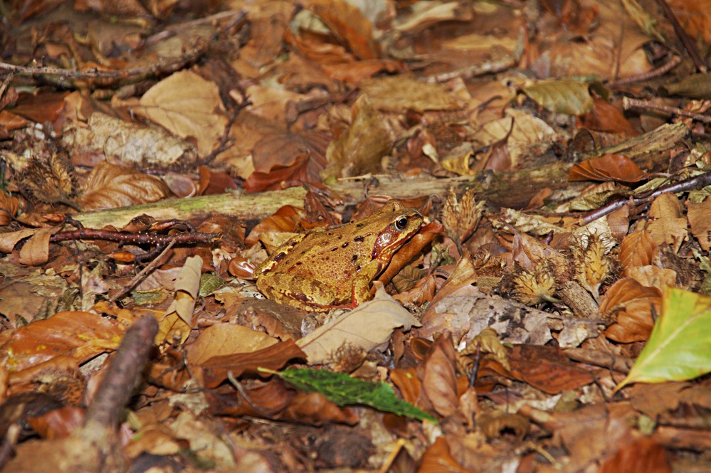 Der kleine Laubfrosch...