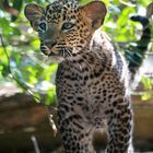 Der kleine Leopard