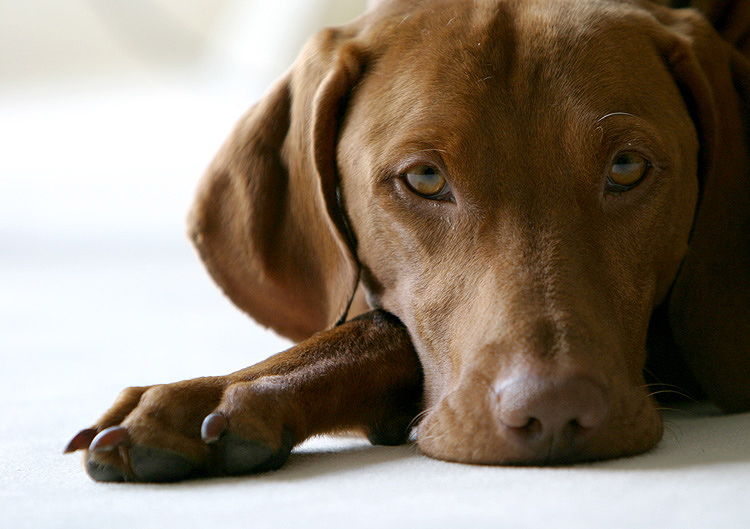 Der Kleine Lord Foto Bild Tiere Haustiere Hunde Bilder Auf Fotocommunity
