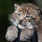 der "kleine Luchs" 