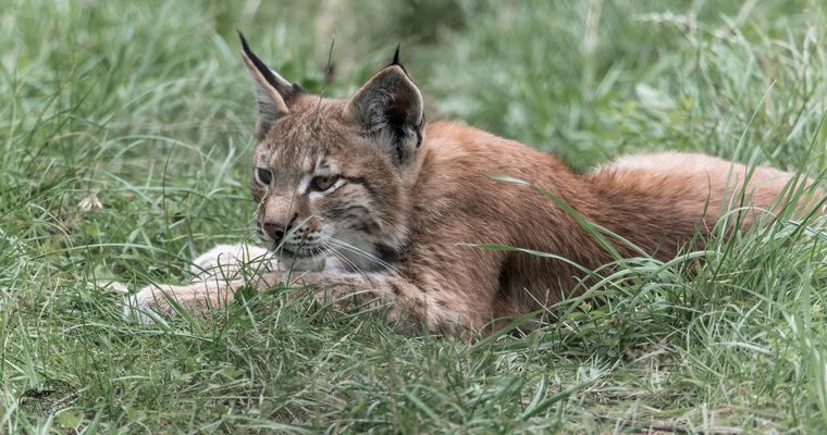 Der kleine Luchs