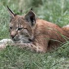 Der kleine Luchs