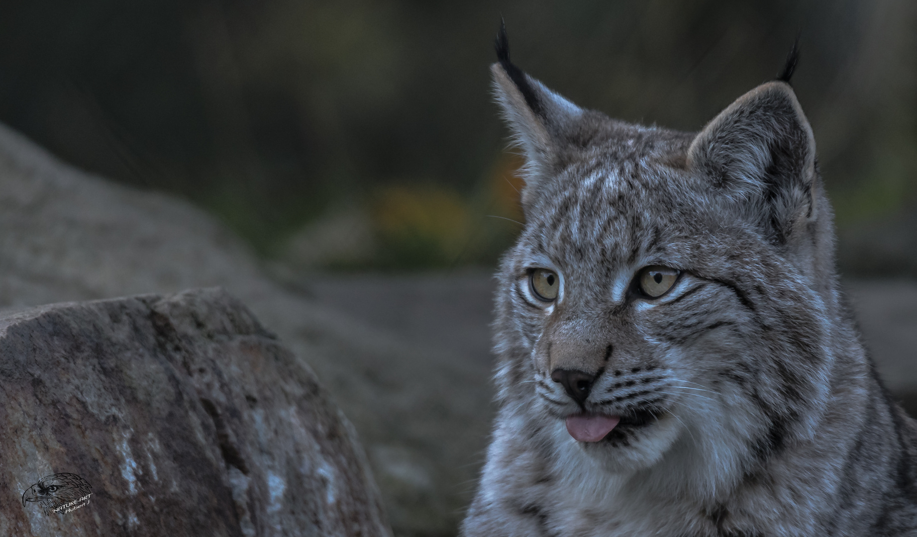 Der kleine Luchs