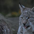 Der kleine Luchs