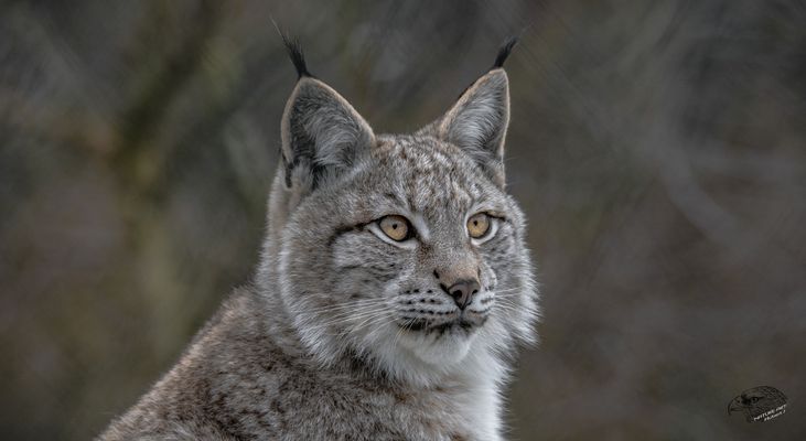 Der kleine Luchs