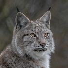 Der kleine Luchs