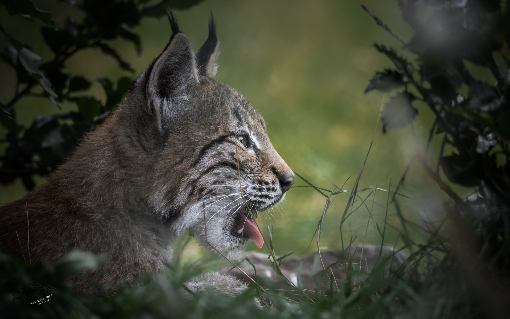 Der kleine Luchs