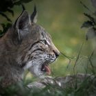 Der kleine Luchs