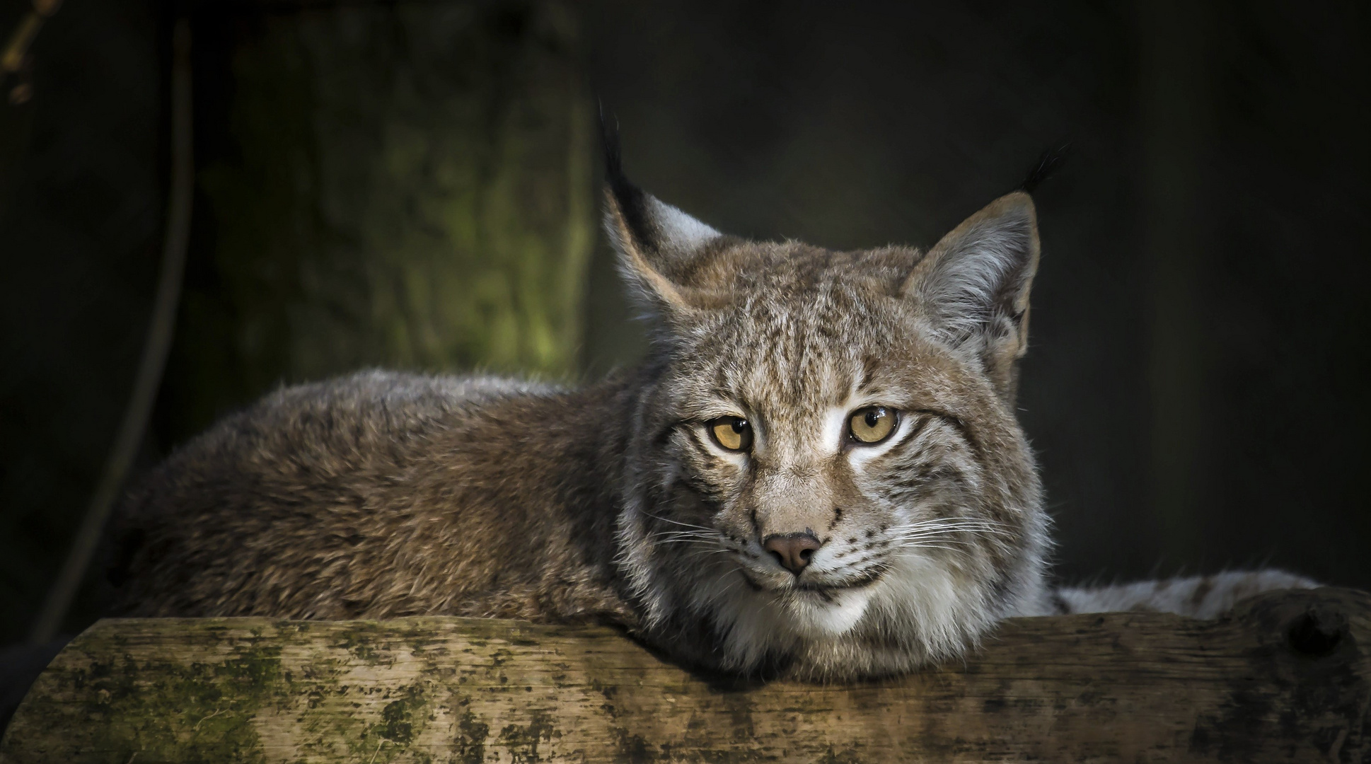 der "kleine " Luchs