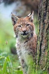 Der kleine Luchs