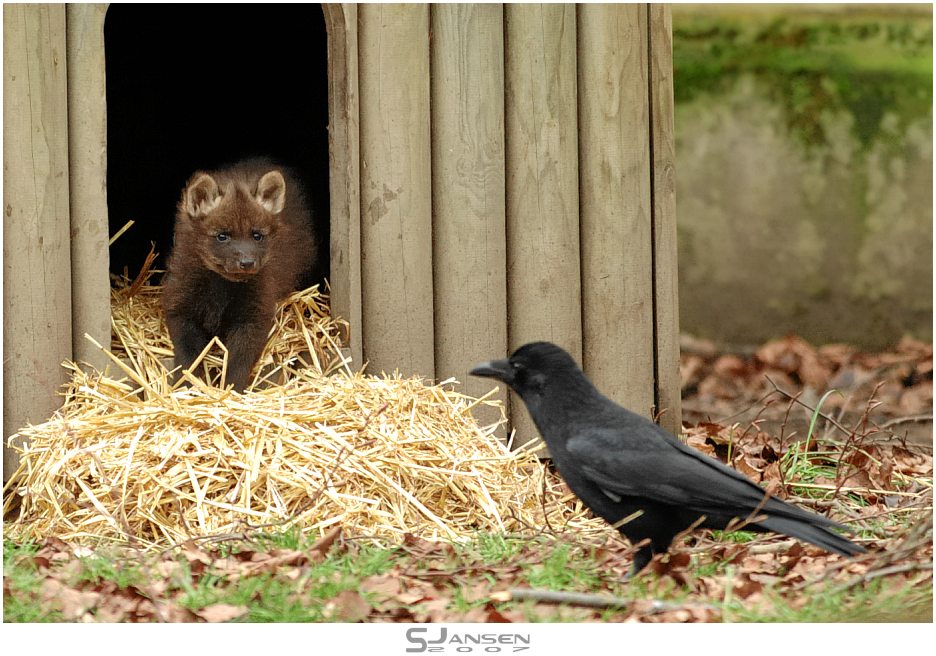 Der kleine Mähnenwolf und die Krähe (I)