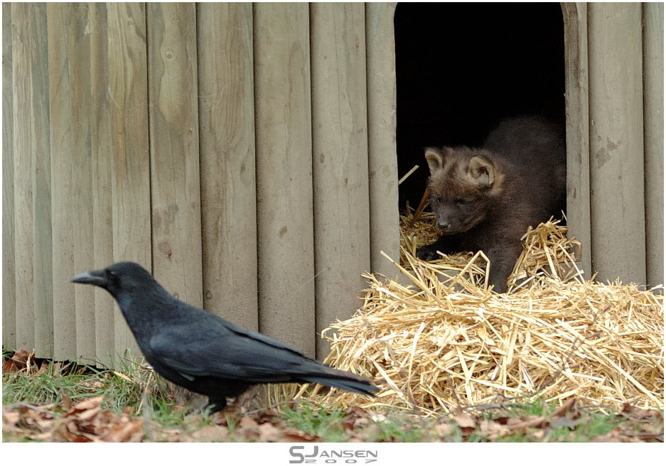 Der kleine Mähnenwolf und die Krähe (II)