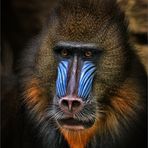 Der kleine Mandrill ...