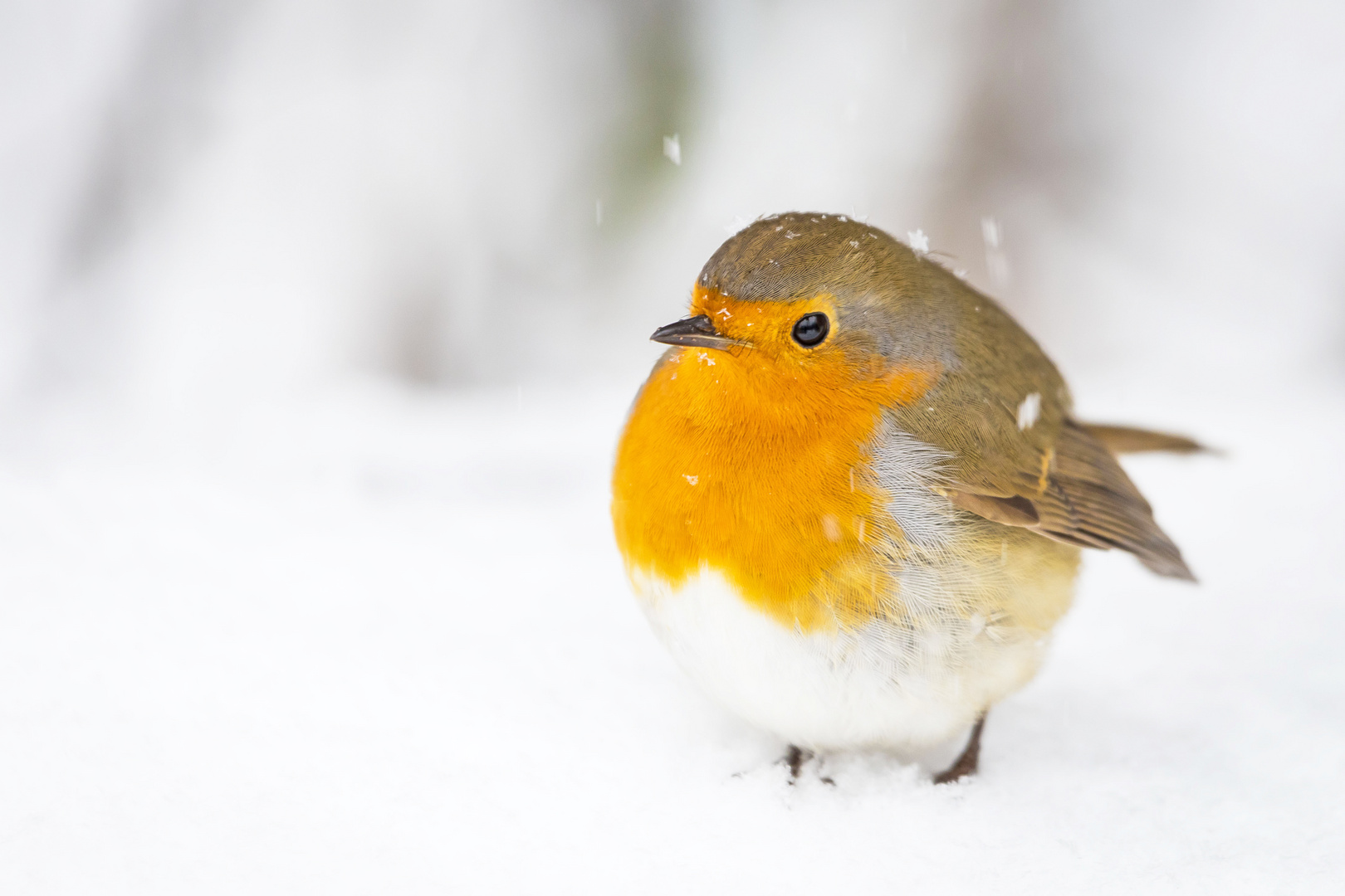 Der kleine Mann im Schnee 