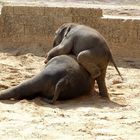 der kleine Minifant klettert weiter - Zoo Hannover