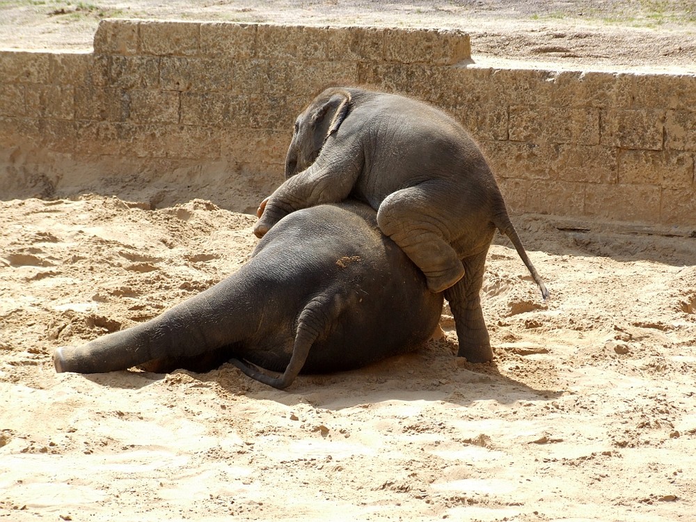 der kleine Minifant klettert weiter - Zoo Hannover