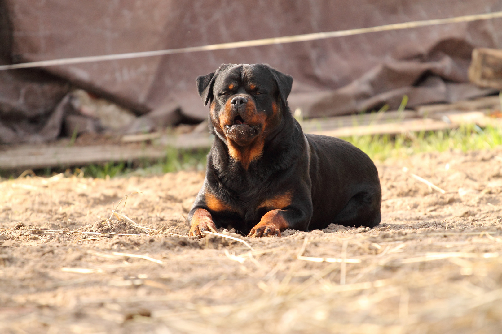 Der Kleine mit dem Tennisball