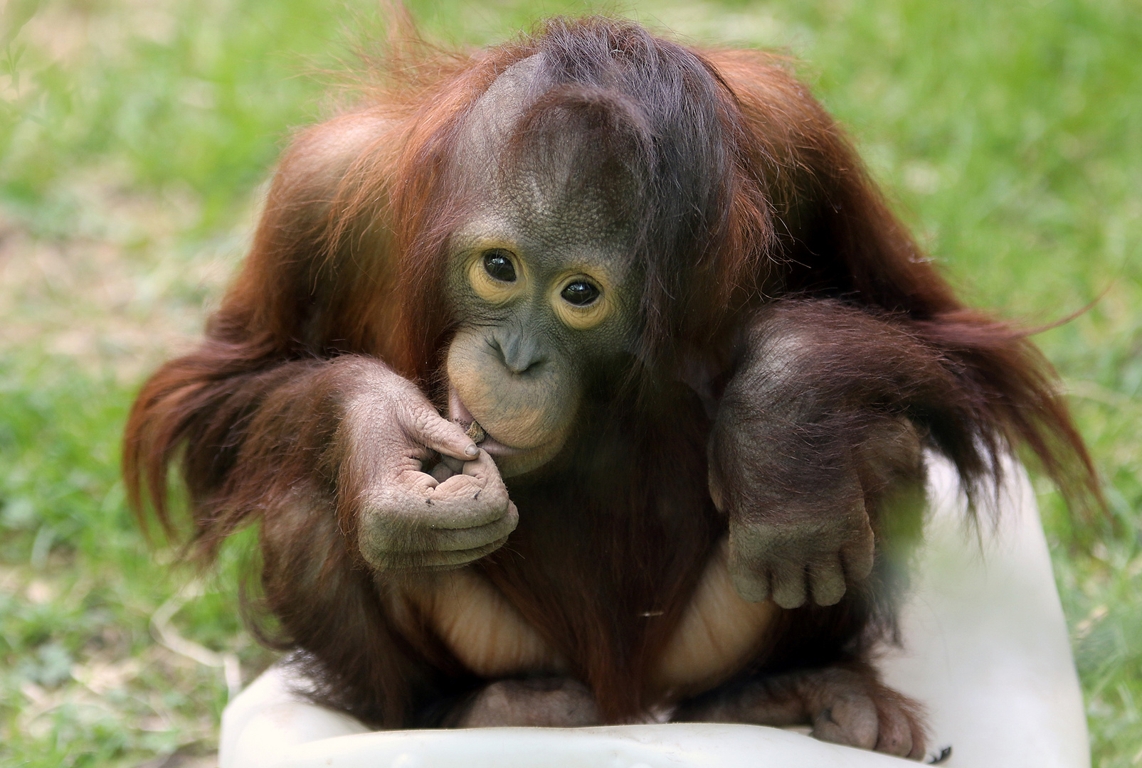 Der Kleine Mit Den Grossen Augen Foto Bild Tiere Zoo Wildpark Falknerei Zoo Bilder Auf Fotocommunity