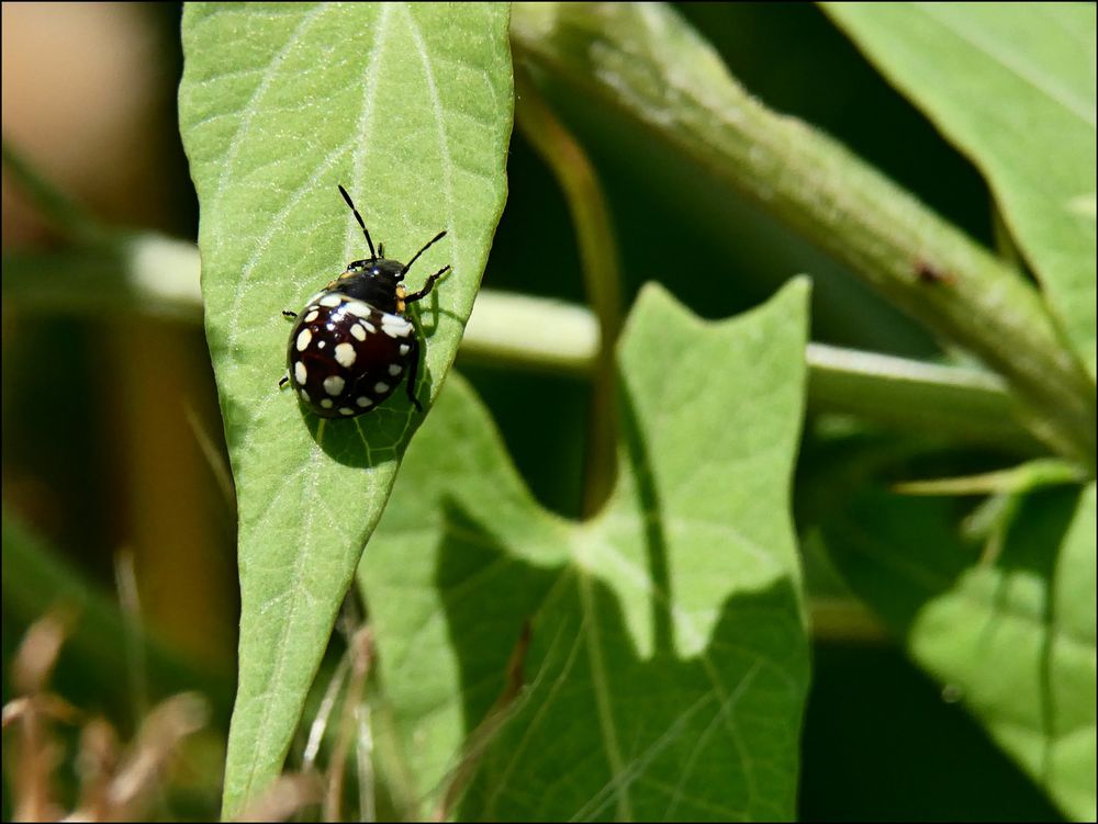 Der Kleine mit den weißen Punkten Foto & Bild natur, insekten