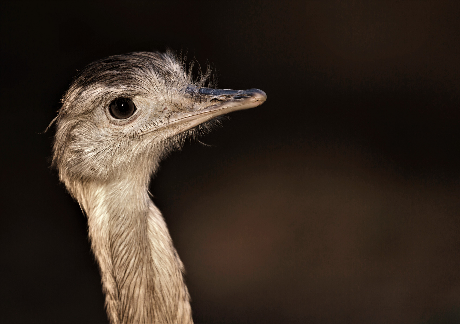 der "kleine nandu"