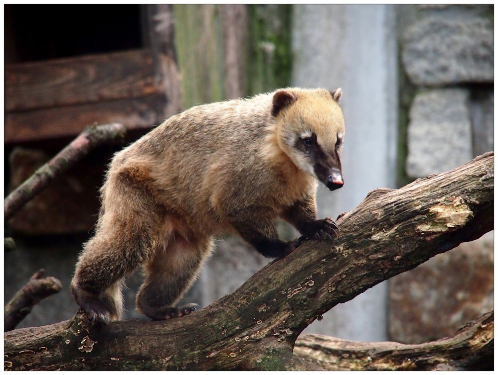 Der kleine Nasenbär