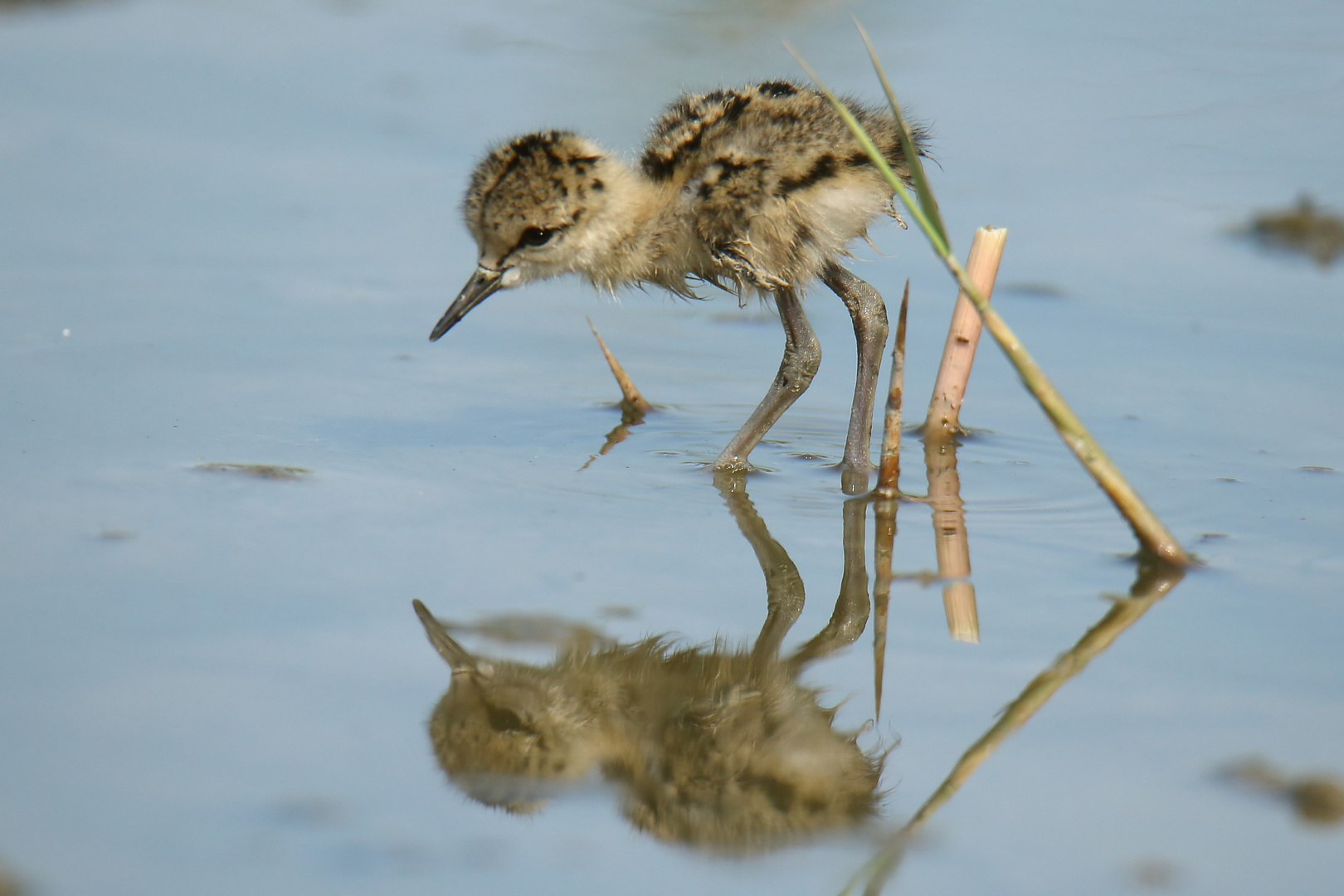 Der kleine Nestflüchter auf Tour