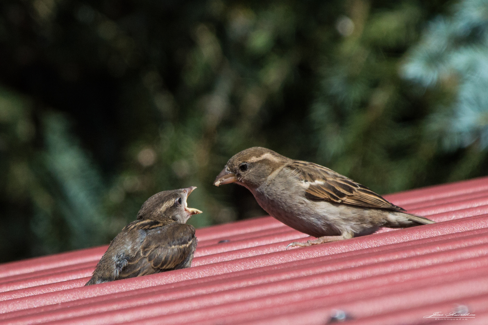 Der kleine Nimmersatt