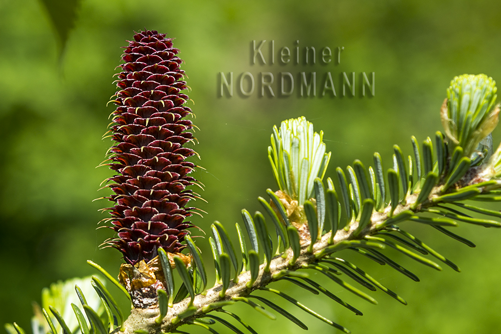 Der kleine Nordmann