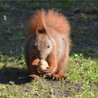 Der kleine Nußknacker [Eichhörnchen]