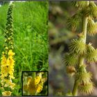 Der Kleine Odermennig (Agrimonia eupatoria) - Ein weit verbreitetes Heilkraut