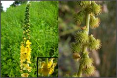 Der Kleine Odermennig (Agrimonia eupatoria) - Ein weit verbreitetes Heilkraut