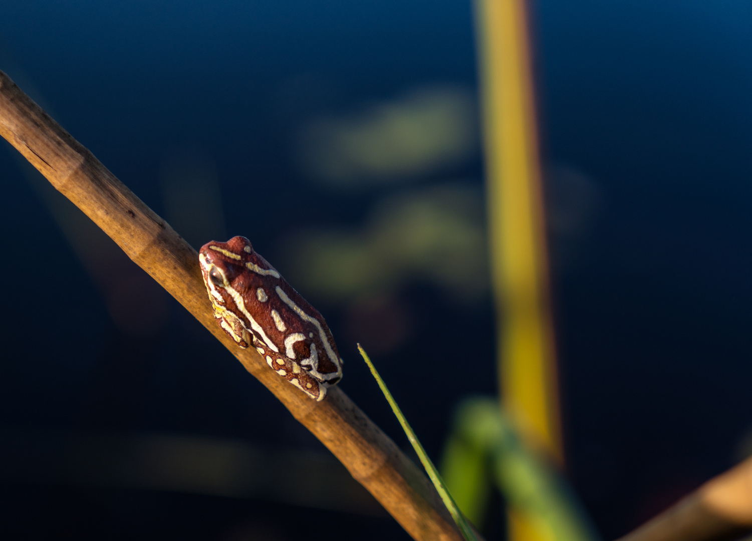 Der kleine Okavango Bewohner