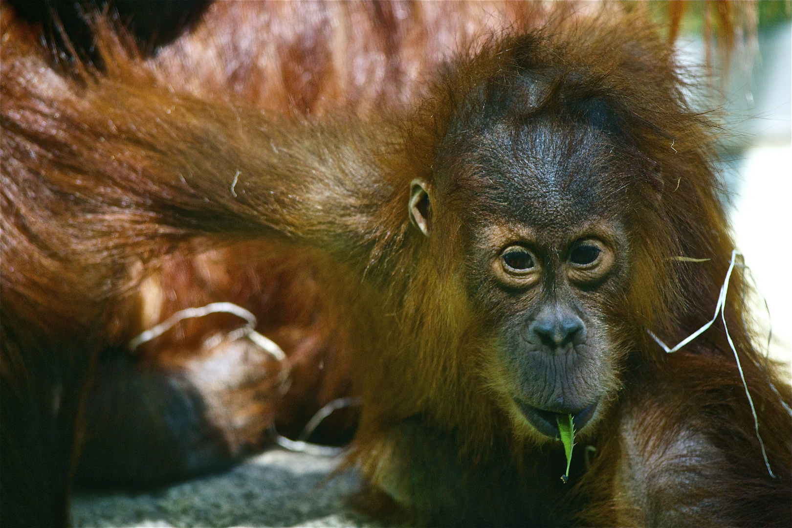 Der kleine Orang 2