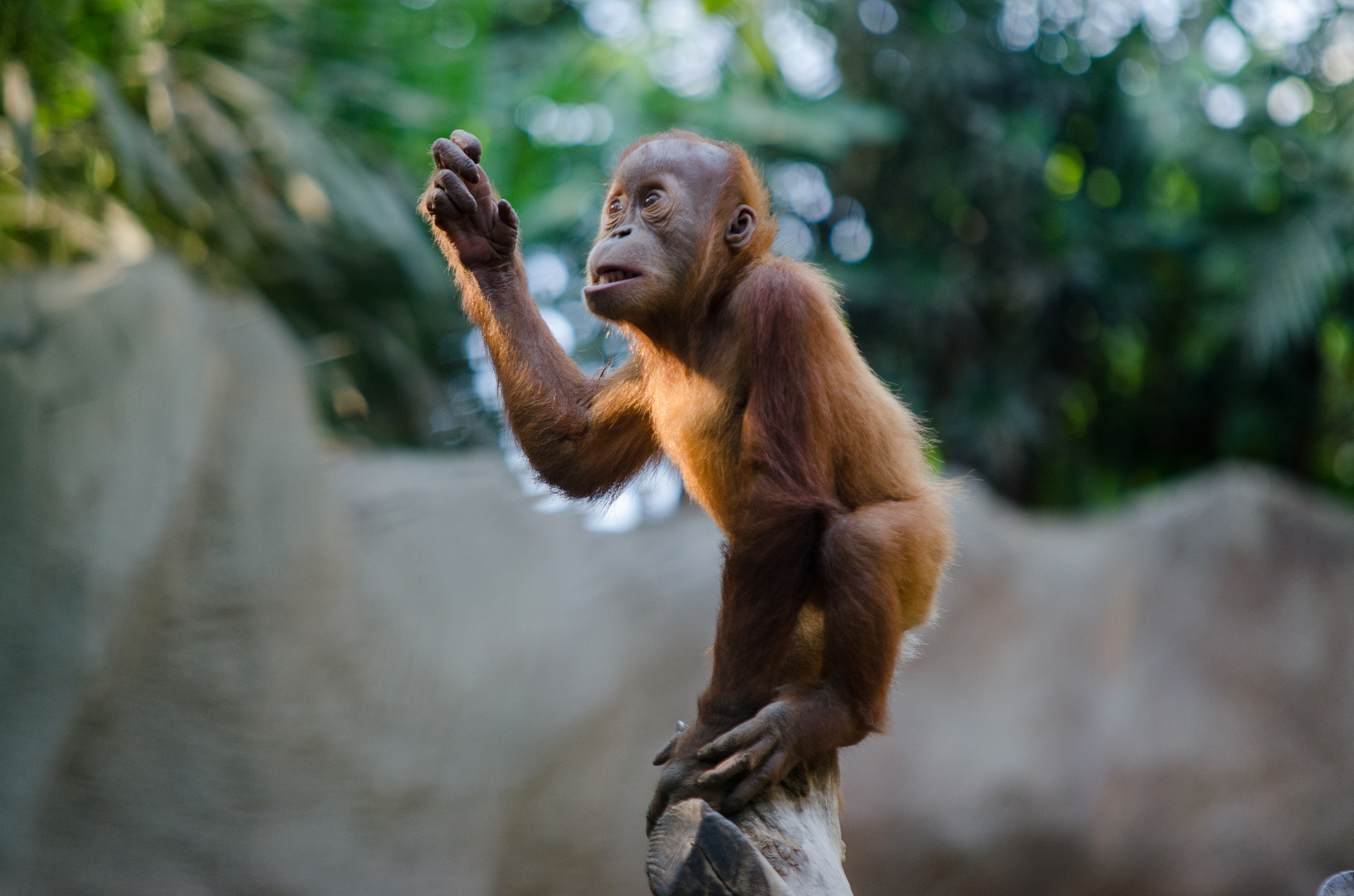 der kleine Orang-Utan ...