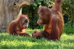 Der kleine Orang-Utan...