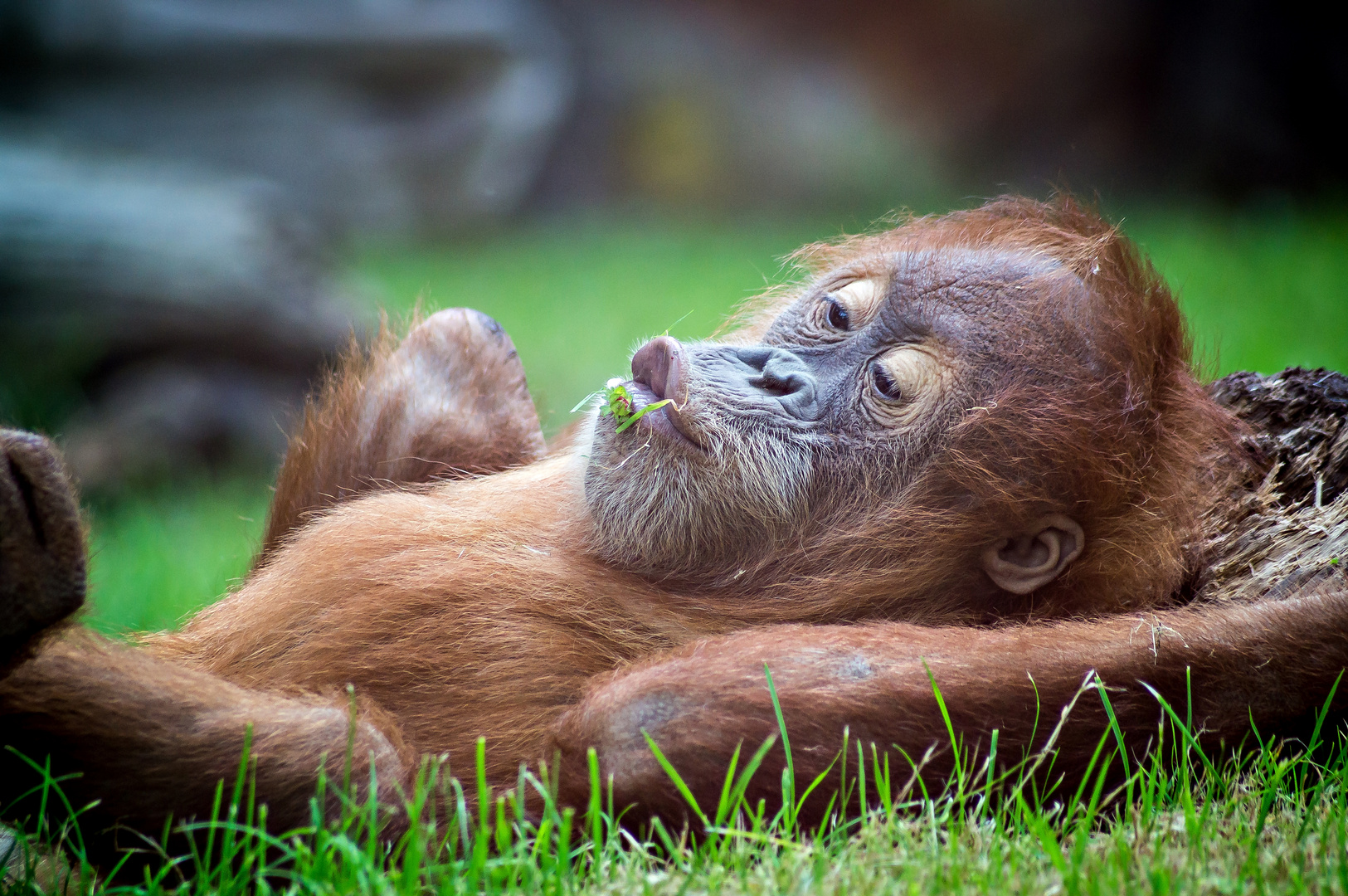 Der kleine Orang-Utan Foto & Bild | tiere, zoo, wildpark & falknerei