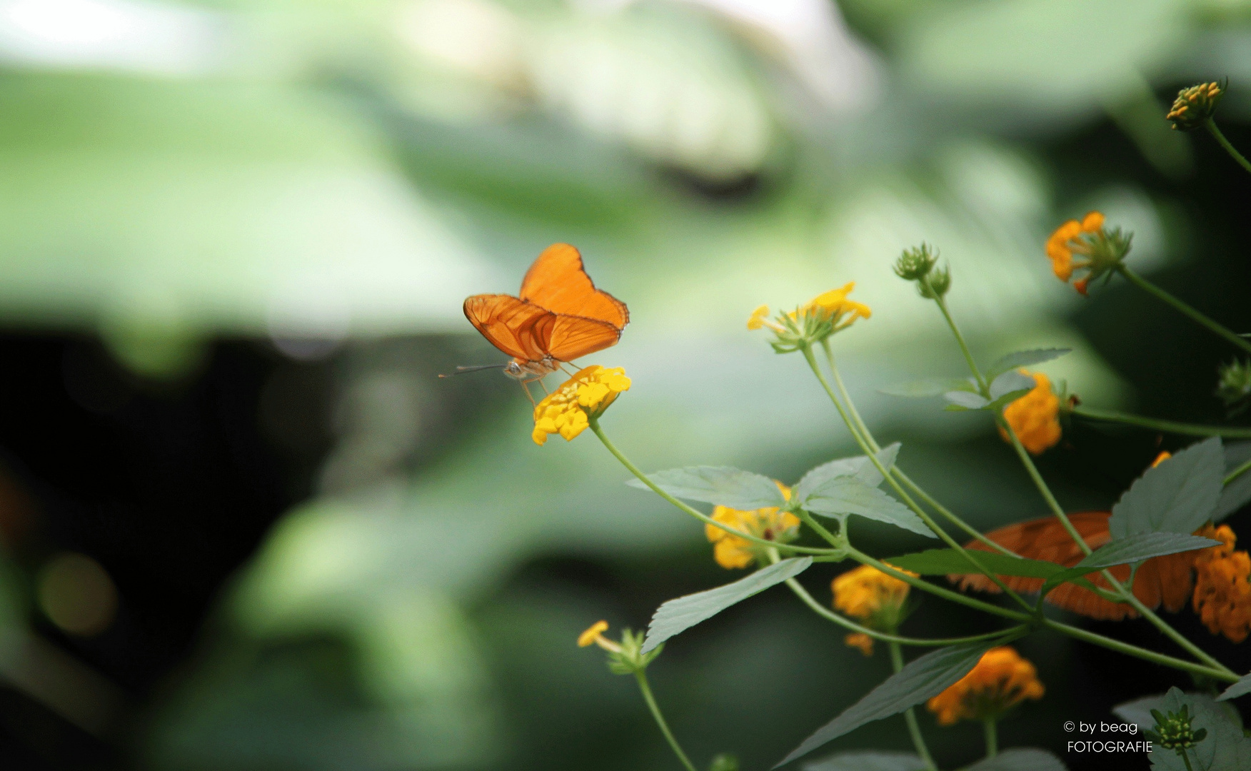 ... der Kleine 'ORANGE'