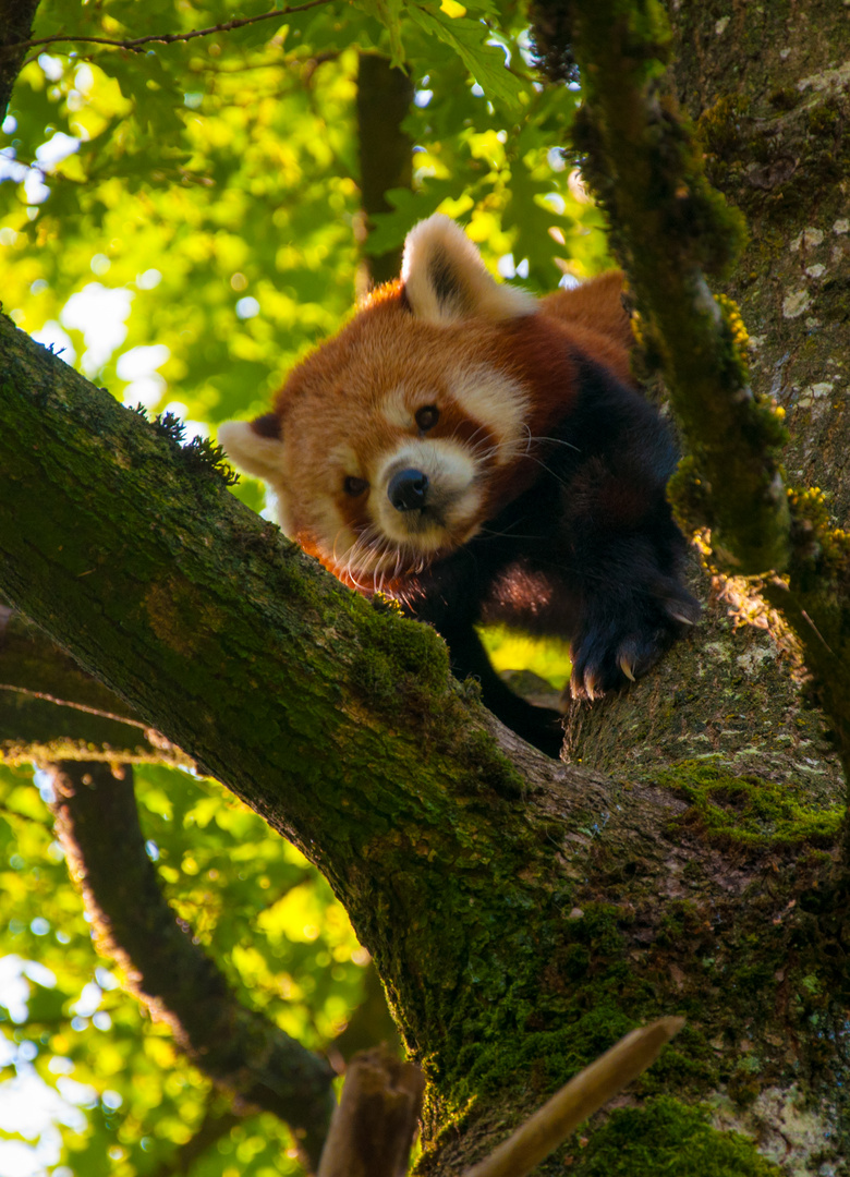 Der kleine Panda