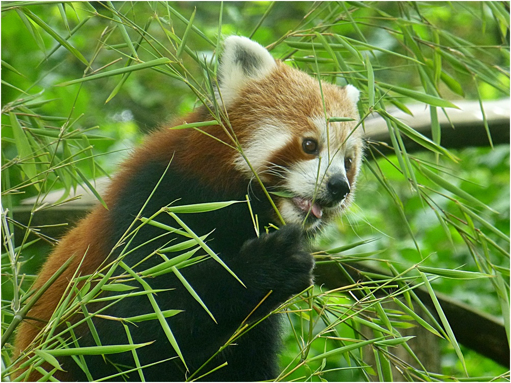 Der kleine Panda