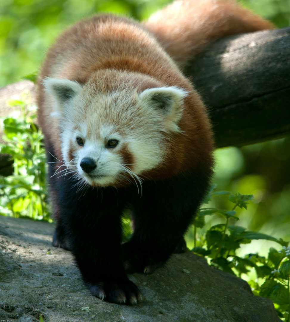 der kleine panda