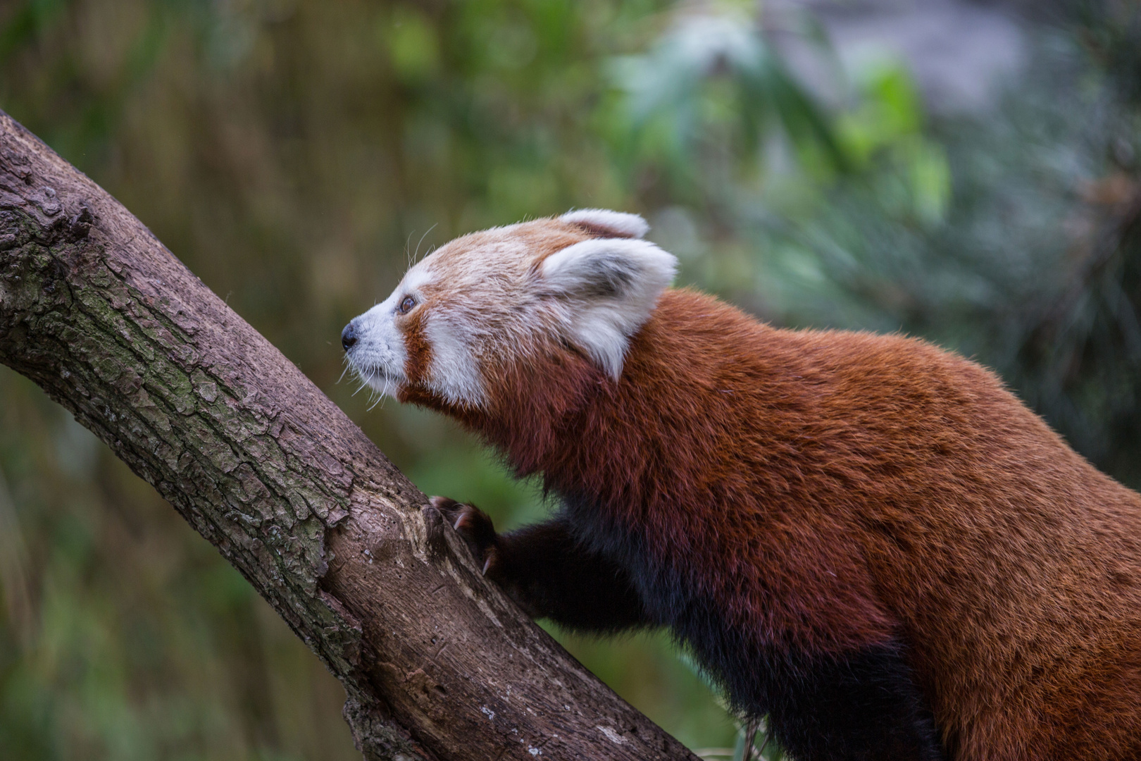 Der kleine Panda