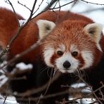 Der Kleine Panda (Ailurus fulgens)